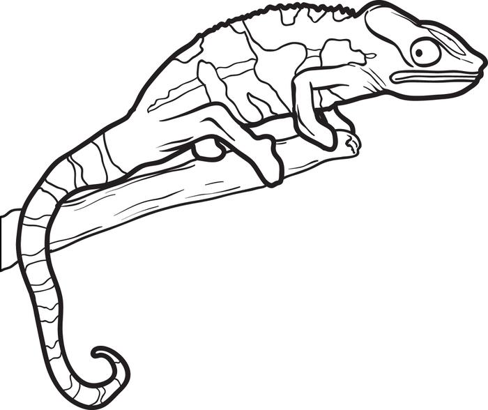 Omaľovánky Chameleón