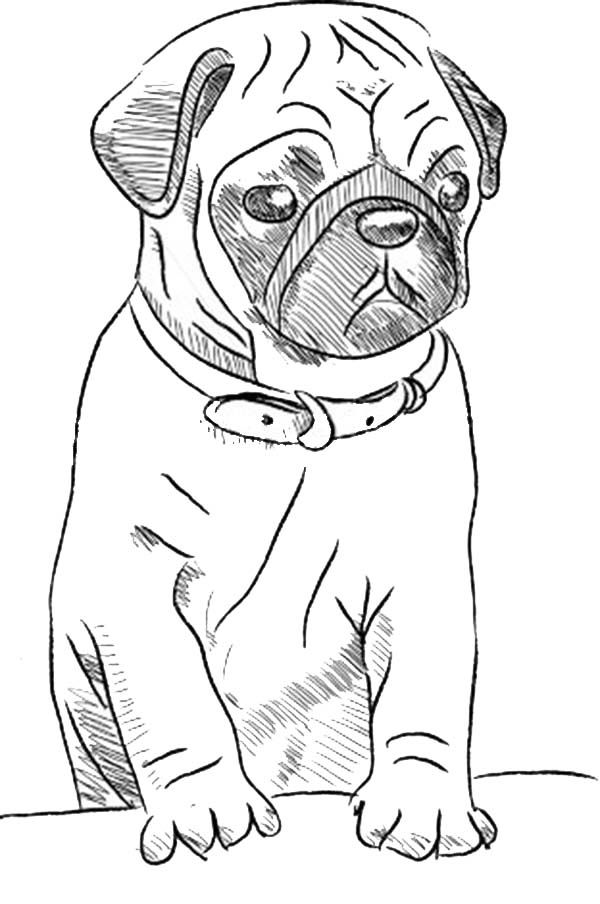 Pug Colouring Pages